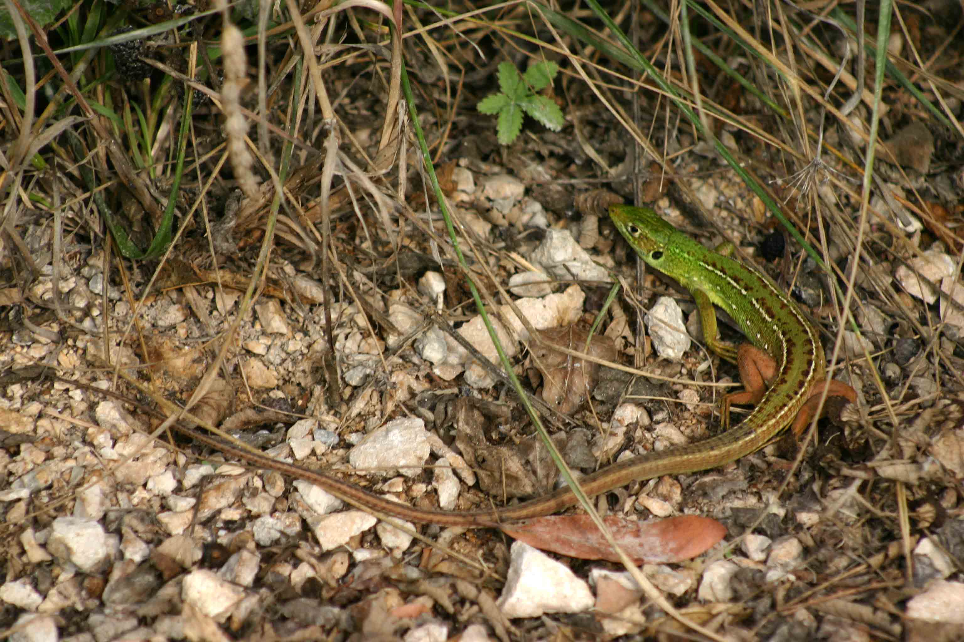 Ramarro - Lacerta bilineata